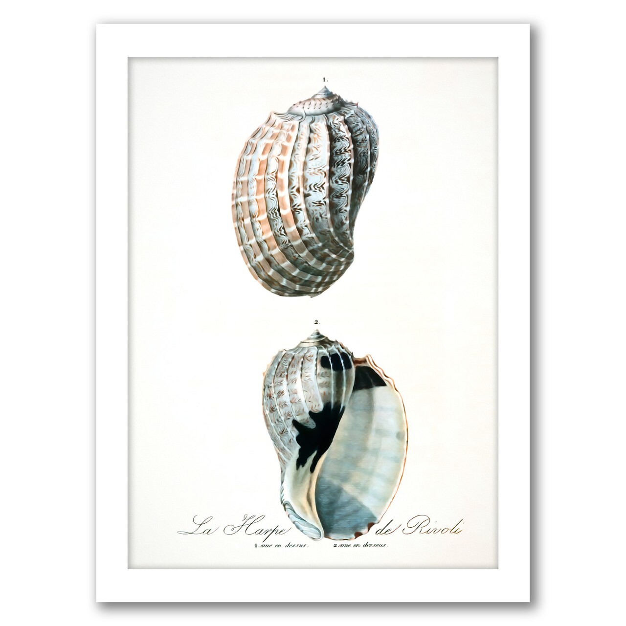 Vintage Sea Shells Ii by Chaos &#x26; Wonder Design Frame  - Americanflat